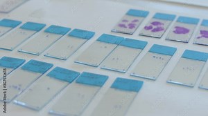 laboratory microscope samples on a glass slide 4k