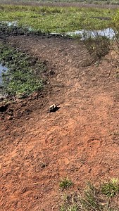 Rough day for this Northern Longneck Turtle.. the ants are making short work of it though. NT Australia | Wildman Adventures