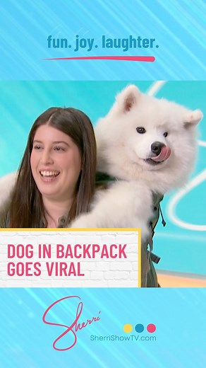 612K views · 8.4K reactions | IN HIS BAG! Sherri meets social media sensation Lumi!  #sherri #sherrishowtv #sherrishepherd #fun #joy #laughter #daytimetv #talkshow #lumi #littlebearlumi #dogstagram #dogsofinstagram #dogsoftiktok #dogs #dogtok | Sherri | Facebook