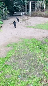 AH KYRA 💖 Look at this brave, resilient, loving little girl. Had her leg cut off by previous owners, had puppies, had surgery to correct the amputation, and not for one moment did she mope, feel sorry for herself, stumble. Nothing stopping her. Who needs 4 legs anyway. My little hero. GO KYRA GO! 💖👏👏👏👏👏👏 | THE PUG QUEEN