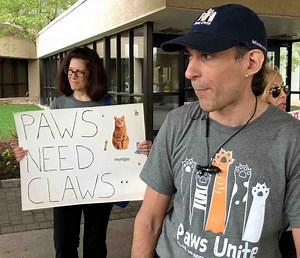 12K views · 207 reactions | Cat declawing is a cruel, harmful and unnecessary amputation, yet a veterinary society is lobbying to block anti-declawing legislation because the surgery is profitable for vets. #AnimalRights activists are fighting back. Full story: https://bit.ly/2IABlAz | Their Turn | Facebook