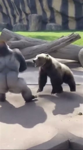 Silverback DESTROYS Bear - SAVES Baby! 🦍 새끼 구출 🦍 赤ちゃん救出 #viral #silverback #wildliferescue #bear