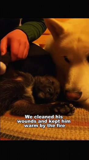 A Dog and a Wolf Became the Most Unlikely Family 🐺❤️