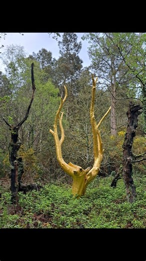 Balade en forêt de Paimpont-Brocéliande avec notamment l'arbre d'Or et le château de Trécesson. | Actu Morbihan