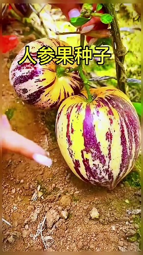 Growing Simple and Delicious Ginseng Fruits at Home