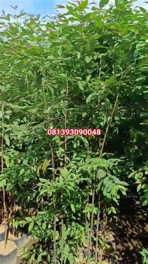 bibit ecalyptus rainbow 2 meter 3 meter