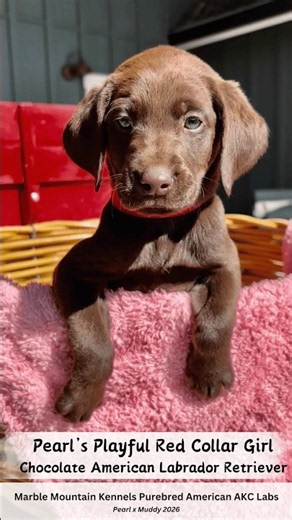 Pearl's Playful, Excited Chocolate Female American Labrador Retriever w Red Collar