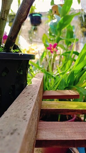 Exploring Dendrobium Orchids: A Beautiful Guide