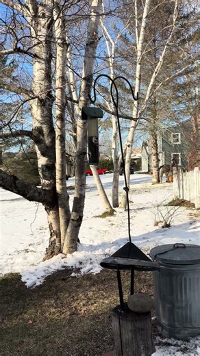 Top Branch: How to safely fell a tall tree