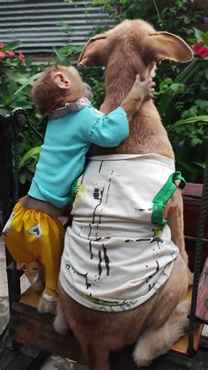 hug neck dog #monkey #doglove #youtubeshorts