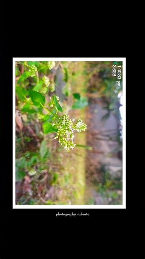 mobile photography tips and tricks 🌿 #shorts #mobilephotographytips #nature #trending
