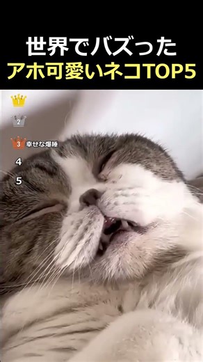 【閲覧注意】笑いすぎてお腹痛いw 世界が震えた猫の爆笑動画5選