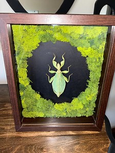 Framed Leaf Bug - Etsy