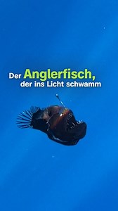 Nur einmal im Leben die Sonne sehen… ☀️Die Geschichte vom Anglerfisch, der ins Licht schwamm, rührte in den vergangenen Wochen viele Menschen zu Tränen. 😢 📹 Am 26. Januar gelangen einem Forschungsteam vor der Küste Teneriffas einzigartige Filmaufnahmen eines Buckligen Anglerfisches (Melanocetus johnsonii), der zur Oberfläche schwamm. Das Besondere daran: Diese Anglerfische leben normalerweise in Tiefen von 200 bis 2.000 Metern. Die bislang einzigen Filmaufnahmen eines lebenden Buckligen Angler