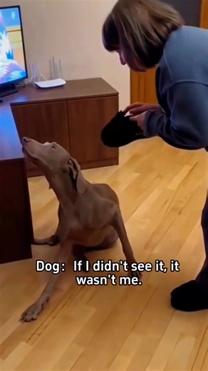 Dramatic dog #funny #fyp #dog #dogs #funnydogs | Animals cares