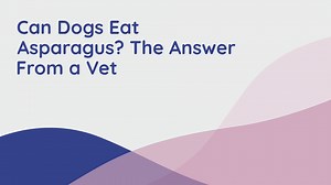 Can Dogs Eat Asparagus? The Answer From a Vet