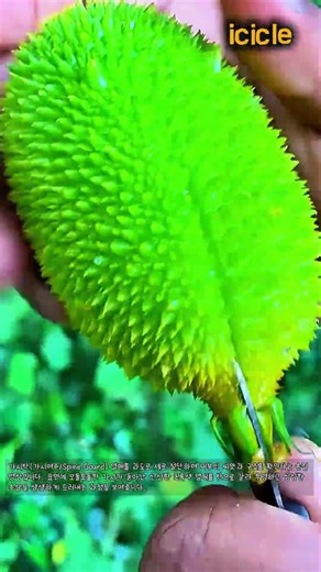 가시여주 열매 칼로 반 잘라보기