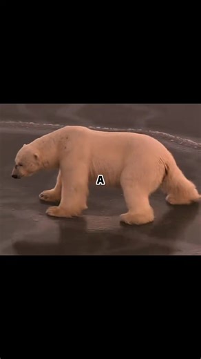 Save the Polar Bear: A Call to Action