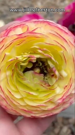 Prolong RANUNCULUS flowering. Follow these steps... #cottagegarden #cutflowergarden