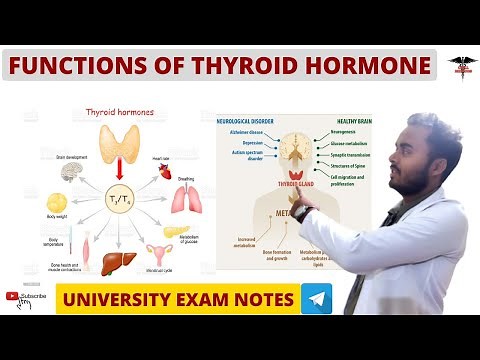 Functions Of Thyroid Hormone || Endocrine Physiology