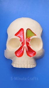 16K views · 17 reactions | Sinus rinse process you should know about ‍⚕️ | 5-Minute MAGIC | Facebook