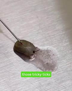 11K reactions · 782 shares | Protect your four-legged friend!  In...