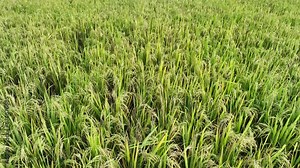 Paddy field. Paddy, Organic Agriculture, Ears Of Rice In The Field. Close up rice swaying by wind in rice paddy. grain in paddy field concept. close up of green rice field. 4k smooth video