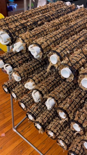 Stackable Sphagnum Moss Poles Self Watering Moss Poles . . . . #plantcare #plants #plantsofinstagram #plantsmakepeoplehappy #houseplants #plantlover #indoorplants #urbanjungle #plantlife #plantmom #plant #houseplantclub #plantaddict #gardening #plantlove #indoorjungle #plantsplantsplants #plantparenthood #houseplantsofinstagram #plantcaretips #plantlady #plantcollection #plantstagram #plantparent #garden #planttips #plantcommunity #plantstyling #nature #plantlovers | Foraging Fosters