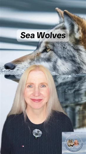 Mix Hart on Instagram: "#wolf #seawolf #wolvesofinstagram #wolves #beautifulbritishcolumbia"