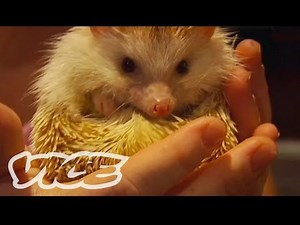 Cute Hedgehogs! | The Cute Show