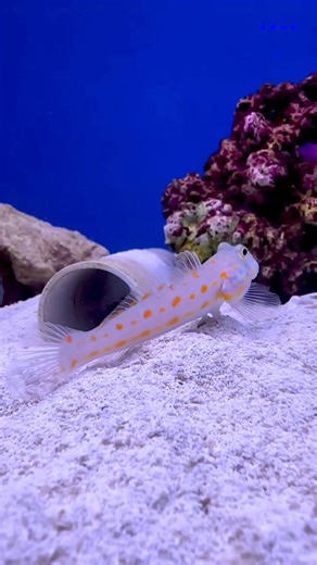 AAC 🐟 list - 26/11/25 Fish 🐡🐠🐟 list time 😍😍 Tank Bred Specials; Yurple Tang Skurple Tang Erectus Seahorses ( AAC Tank bred ) Zosterae seahorses Tank bred common clowns Kamohara Blenny Tank bred common clowns Angels; 😇 Personifer Angel Interruptus (Very Rare!!) Multicolour Angel Female bellus angel Female Watanabei Angel Male Watanabei Angel Banded Angel Masked swallowtail angel Red Sea swallowtail angel Lamark Angel Coral beauty Emperor angel juvenile Blueface angel Flame angel Cream ange