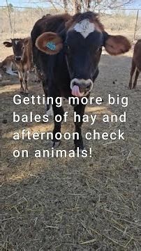 Hauling in more Hay and checkin' on the animals and the hay feeder!@ourlittletexasranch