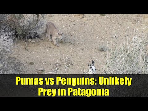 Pumas vs Penguins: Unlikely Prey in Patagonia