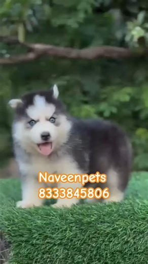 wooly coat Siberian husky blue eyes puppies are available