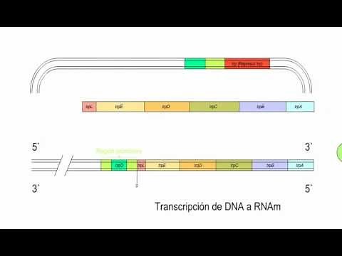 Modelo del operón del Triptófano