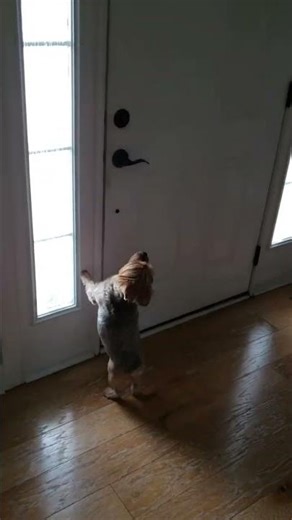 Pebbles, the ferocious giant Yorkie. Time for a ride!