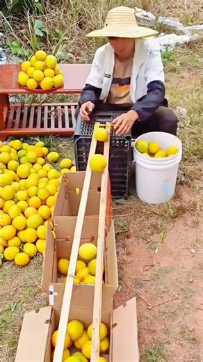 Genius Orange Sorting Hack! 🍊✨ #shorts