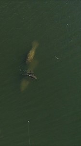 89K views · 1.1K reactions | This FISH Flipped his Kayak!! #blacktiph #fishing #kayak #fisherman #cobia | BlacktipH | Facebook