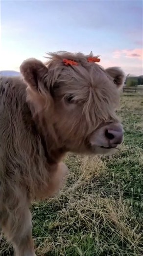 Cute Baby Cow Sounds 🐄❤️ | Adorable Calf Mooing - Animal Sounds
