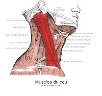 Sterno-cléido-mastoïden - HOLIFIT