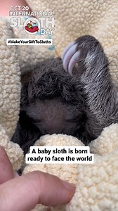290K views · 3.1K reactions | This is a rescued baby sloth, at a rescue center. It's important to note that sloths are not pets and should only be handled by professionals. Visit our website to learn more about sloths and how you can help them on this #InternationalSlothDay! . #adorable #cute #conservation #UrbanSlothProject #caribbean #rescue #viralvideo #costarica #viral #slothconservation | The Sloth Conservation Foundation | Facebook