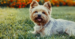 10 steps to create a DOG FRIENDLY garden