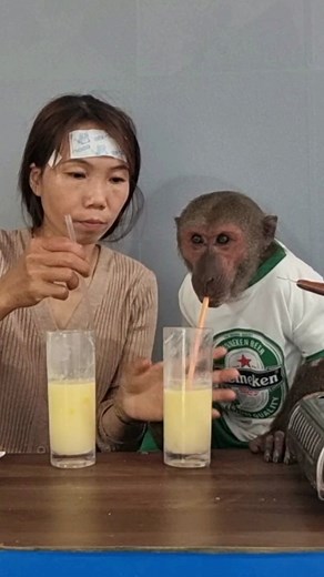 31K views · 809 reactions | Monkey abu drinks corn milk with his mother #babymonkey #monkeyabu | Cutis | Facebook