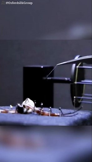 Makdi ka Zala 🕸️, Steel Se Strong Kaise Banta Hai ?