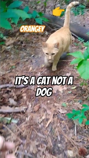 Come Here And...?😲 Orange Tabby Cat #shorts