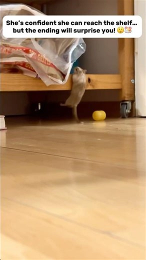 Can This Gerbil Really Make It? 😲 #shorts #gerbil #pets #cute