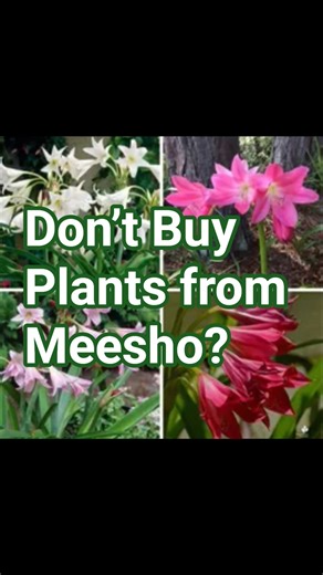 Don’t Buy Plants from Meesho? 🤔 Crinum Lily Bulb Unboxing Truth #gardening #flowers