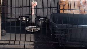 We hung a TV in one of the kitty rooms and put cat TV on to keep them occupied 😹 They are loving it 😻 #fosteringsaveslives | Tilly the Tongue-less Kitty and Friends