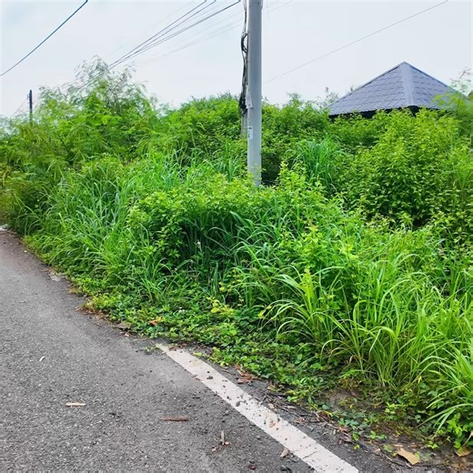 1.6M views · 29K reactions | 30 Hours, 4 Days, 1 Forgotten Mansion - Watch the Full Transformation P1 #clean #cleanup #cleaning #cleaningtheoldhouse #cleaningmotivation | Clean The Old House | Facebook