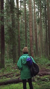 Where to stream Forest Movie (2017) online? Comparing 50  Streaming Services